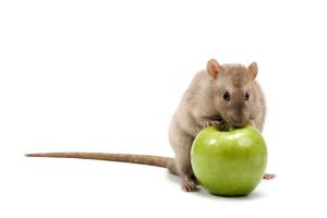 Smart new rodent traps reporting for duty